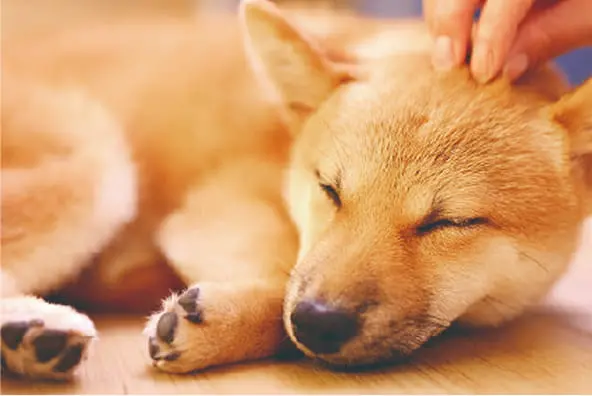 保護犬猫ふれあい