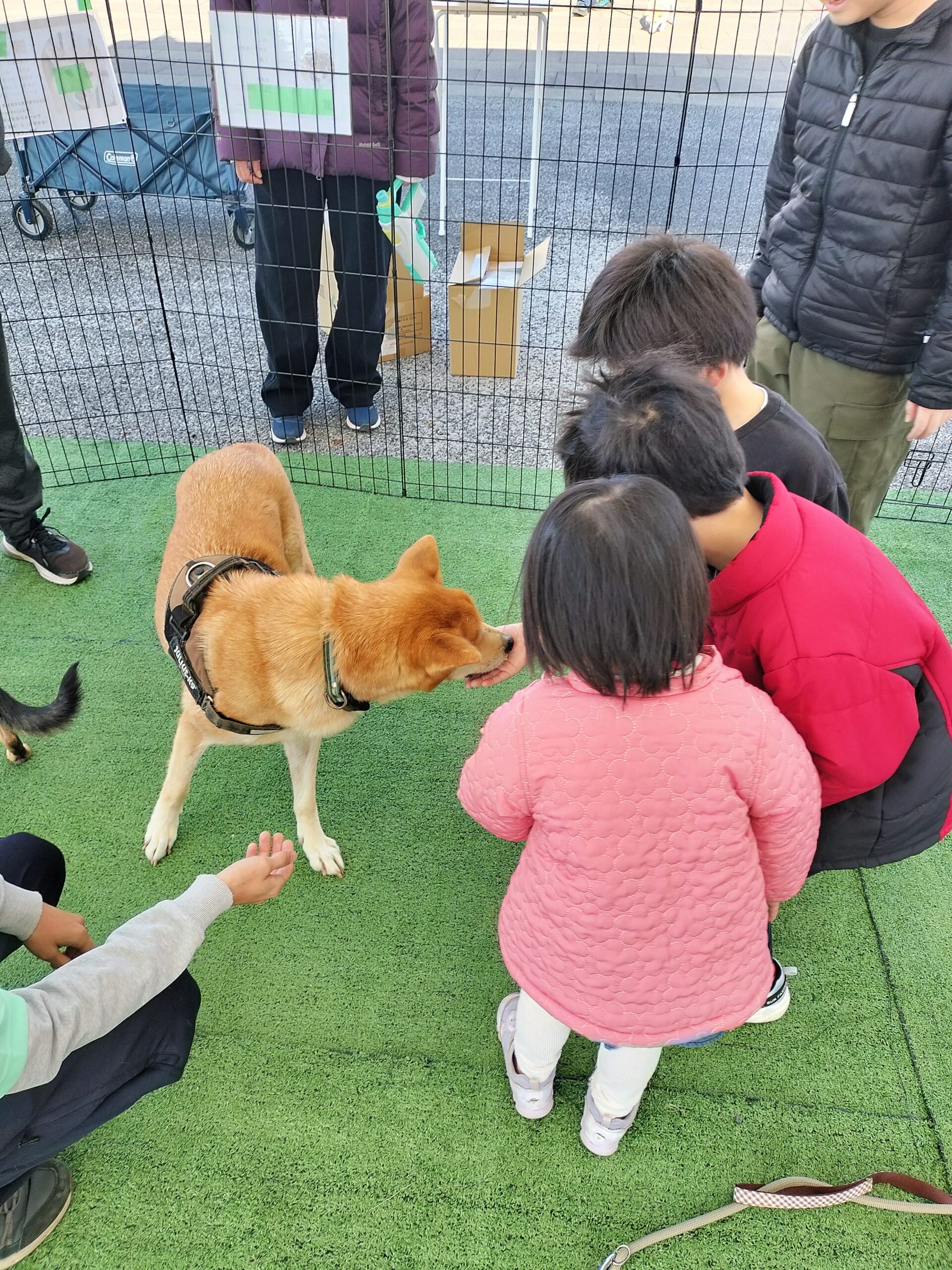 保護犬触れ合い